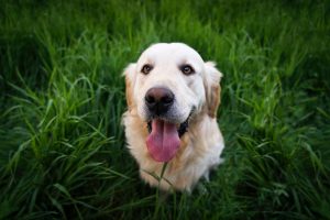 happy healthy dog